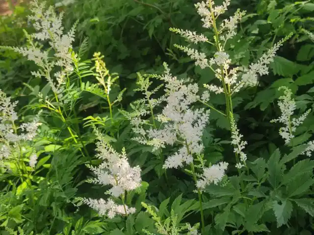 Астильба Арендса «Сноудрифт», или «Сугроб»