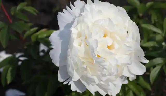 Пион молочноцветковый «Сноу Принцесс», или «Снежная принцесса» (Paeonia lactiflora ’Snow Princess’).