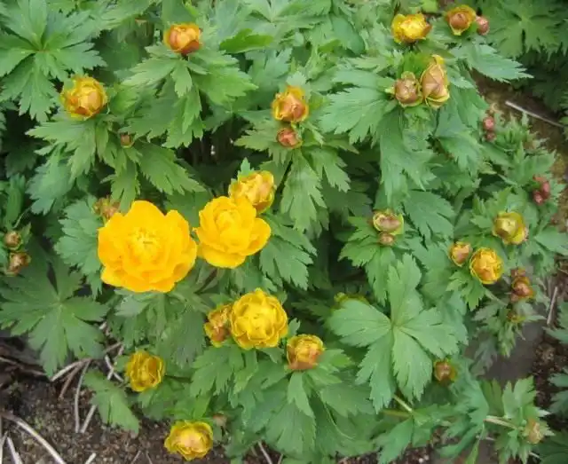 Купальница азиатская, или огонёк азиатский (Trollius asiaticus)