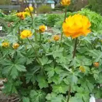 Купальница алтайская, или огонёк алтайский (Trollius altaicus)