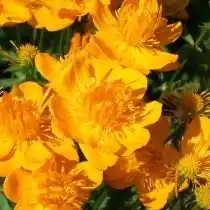 Купальница китайская (Trollius chinensis)