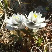Купальница лиловая, или огонёк голубой, или гегемона (Trollius lilacinus)