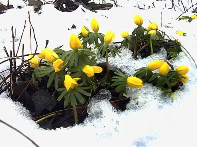Эрантис зимующий, или зимний (Eranthis hyemalis)