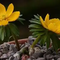 Эрантис длинноножковый, или длинностебельчатый (Eranthis longistipitata)