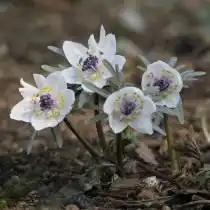 Эрантис перистонадрезный (Eranthis pinnatifida)