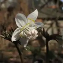 Эрантис звездчатый (Eranthis stellata)