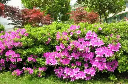 Рододендрон (Rhododendron)