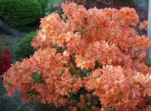 Рододендрон (Rhododendron)