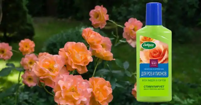 Для ранних подкормок можно использовать ОМУ Для роз Добрая сила.