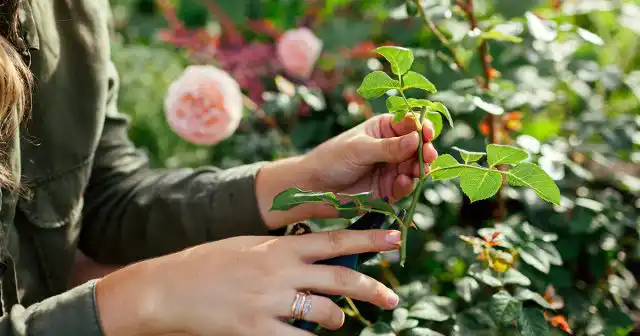 Для срезки используется максимально острый инструмент с тонкими лезвиями – садовые или канцелярские ножи, бритвенные лезвия.