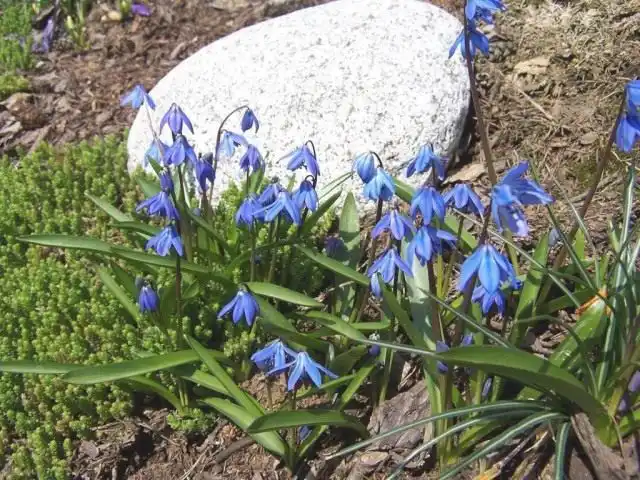 Сибирская пролеска (лат. Scilla siberica)