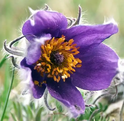 Прострел (Pasque flower)
