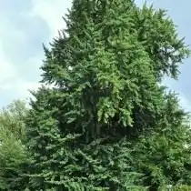 Гинкго двулопастный