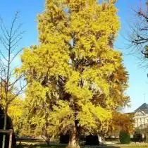 Гинкго двулопастный