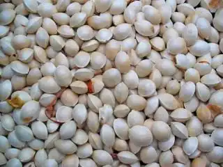 Семена гинкго