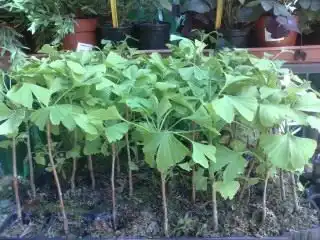 Саженцы гинкго двулопастного