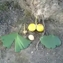 Листья, плоды и семечко гинкго двулопастного