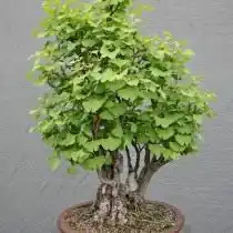 Бонсай из гинкго