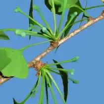 Женские семязачатки гинкго двулопастного на ножках