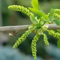 Мужские колоски гинкго двулопастного