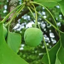 Незрелый плод гинкго двулопастного