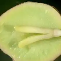 Плод гинкго в разрезе