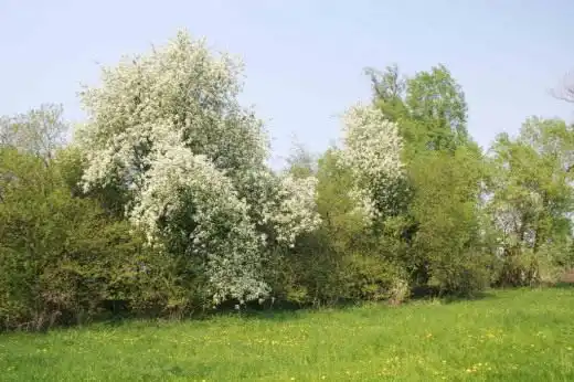 Черемха. Вирощування, догляд,