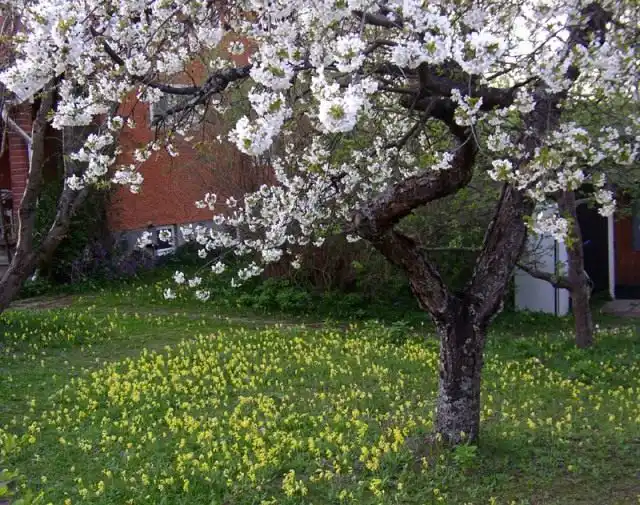 Цветы в саду