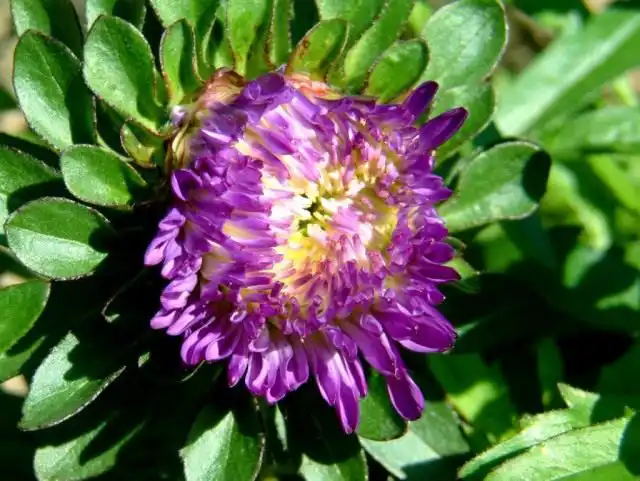 Астра садовая (Aster)