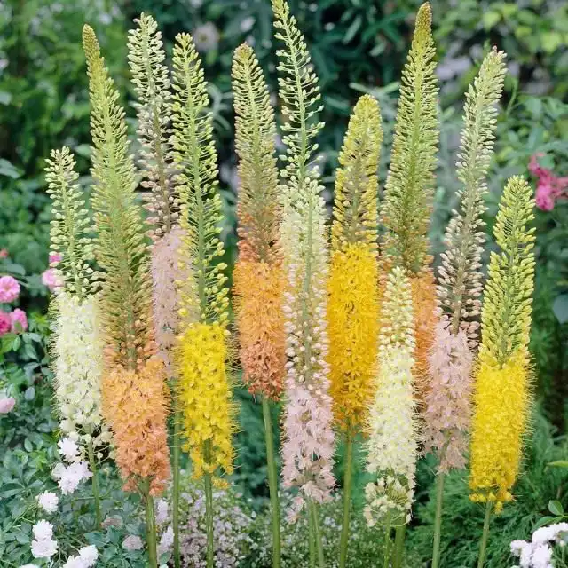 Эремурус Бунге (Eremurus bungei)