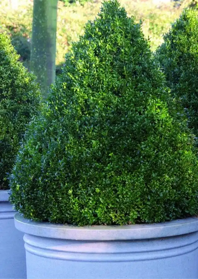 Самшит в кадке