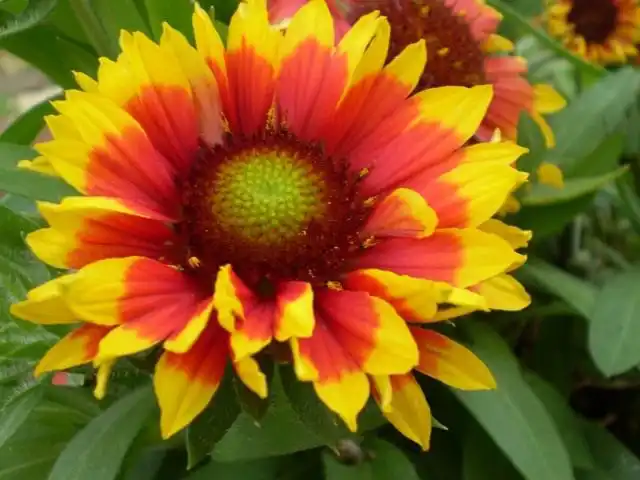 Гайлардия (Gaillardia)
