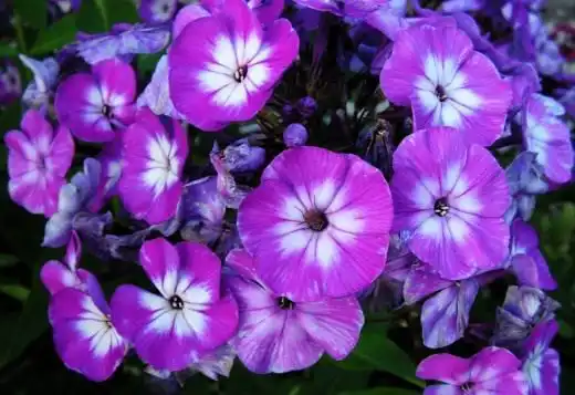 Флокс метельчатый