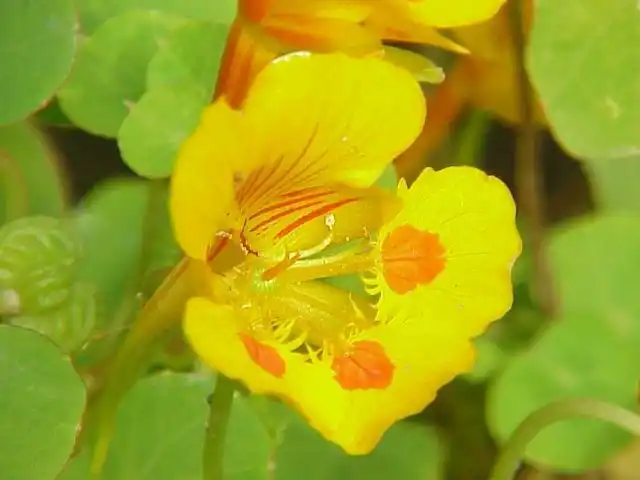 Настурция, или Капуцин (Tropaeolum)