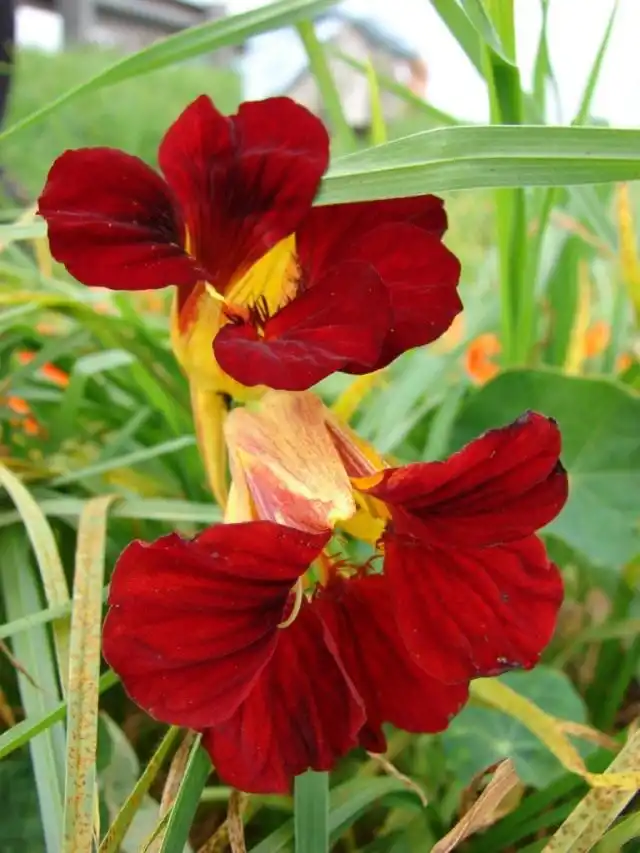 Настурция, или Капуцин (Tropaeolum)