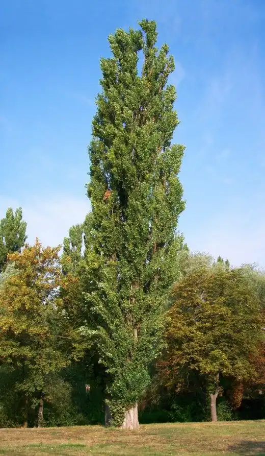 Тополя срібляста, чорна. Осокір.