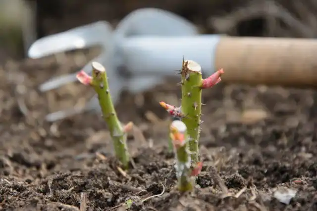 До начала распускания почек проводится санитарная, стимулирующая и омолаживающая обрезка кустовых разновидностей роз.