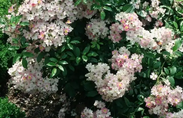 Роза мускусная