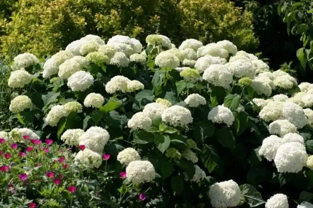 Гортензия древовидная «Анабель» (Hydrangea arborescens 'Annabelle')