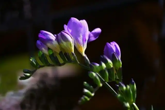 Фрезия (Freesia)