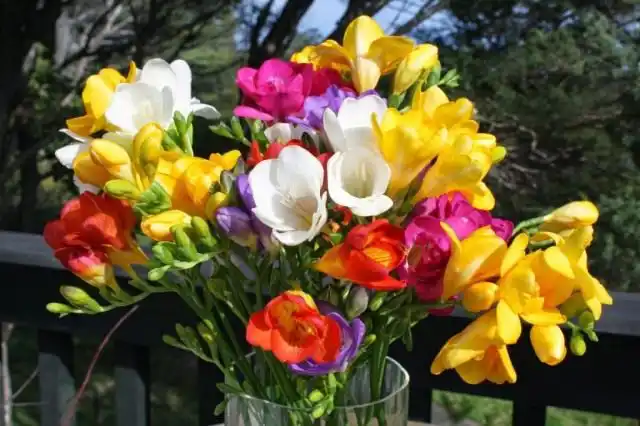 Фрезия (Freesia)