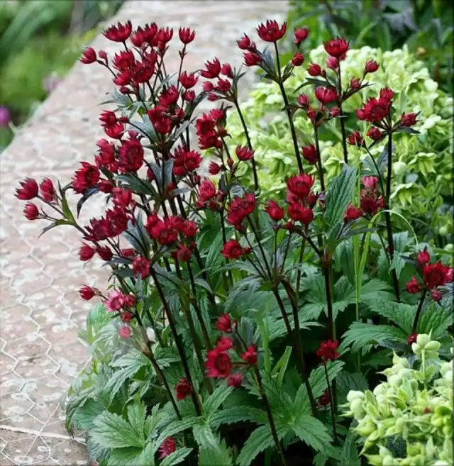 Астранция, или Звездовка 'Claret'