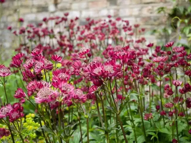 Астранция крупная, или Звездовка большая (Astrantia major)