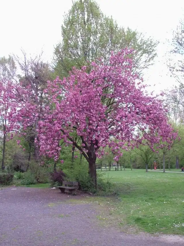 Сакура, или Вишня мелкопильчатая (Prunus serrulata)