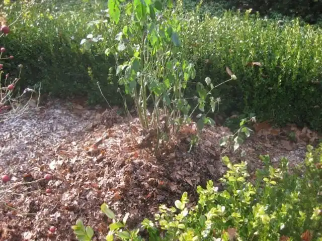 Защита роз окучиванием