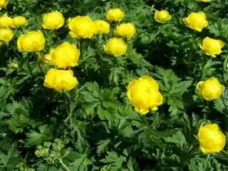 Купальница высочайшая (Trollius altissimus)