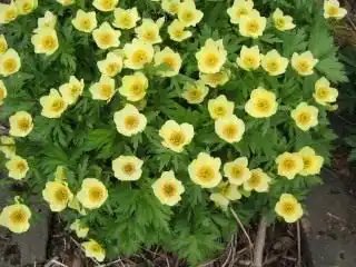 Купальница рыхлая (Trollius laxus)