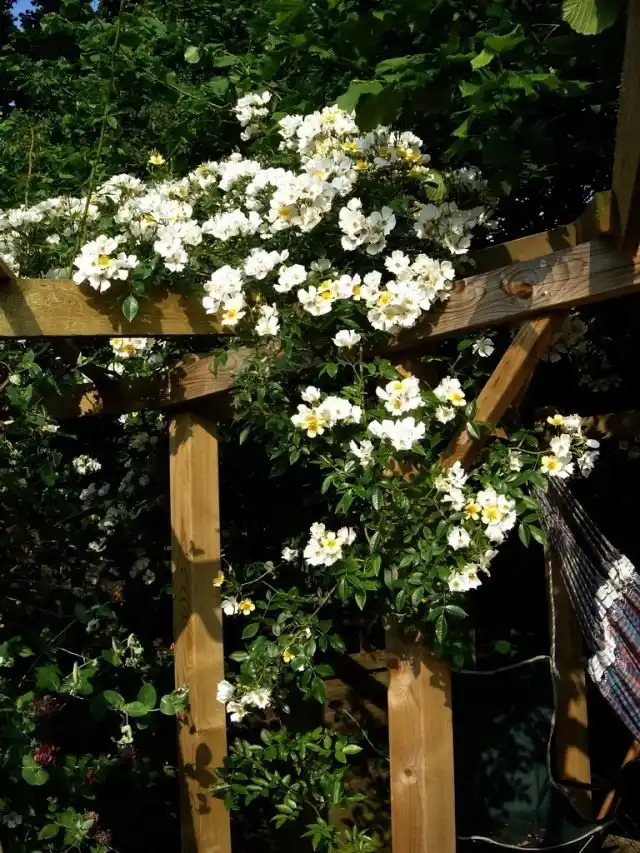 Роза плетистая