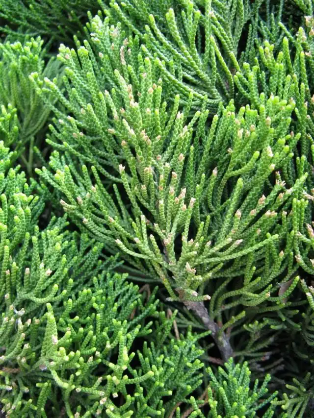 Можжевельник китайский (Juniperus chinensis)
