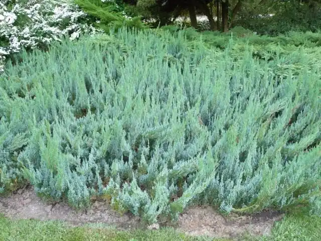 Можжевельник распростёртый, или Можжевельник горизонтальный (Juniperus horizontalis)